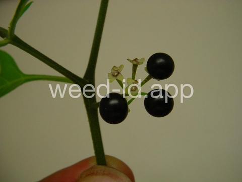 nightshade, American black